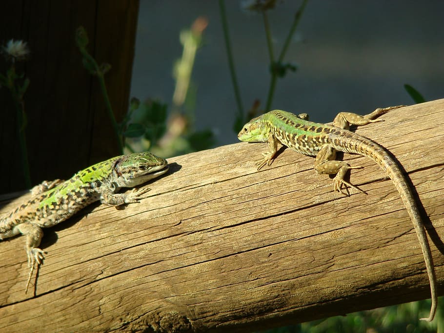 fauna, lizard, reptile, animal themes, animal wildlife, one animal HD wallpaper