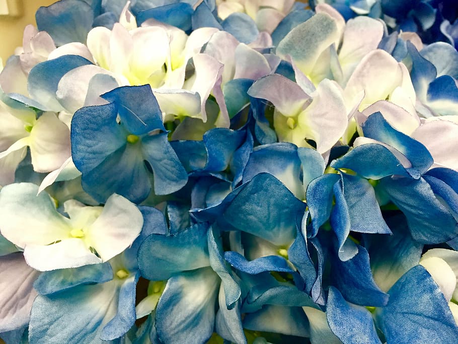 teal and white flowers during daytime, hydrangea, blue, bloom HD wallpaper