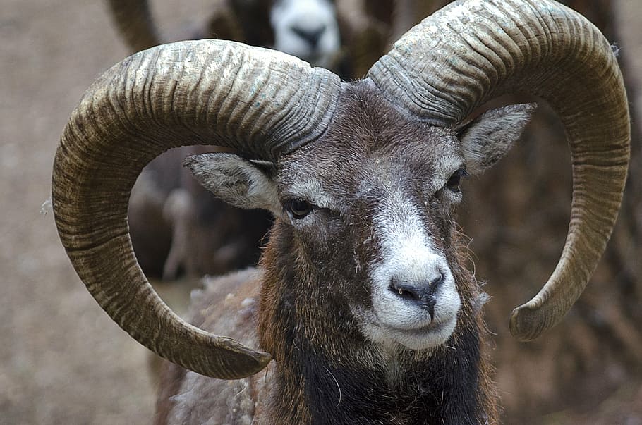 closeup photography of brown ram animal, goat, nice, animals HD wallpaper