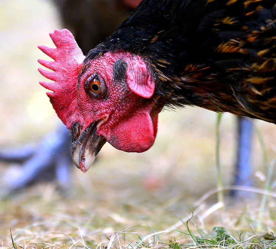 black rooster on focus photo, hen, foraging, bill, feather HD wallpaper