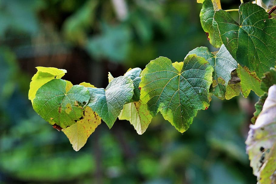 vine, grape, leaves, backlight, plant, natural, botanical, organic HD wallpaper