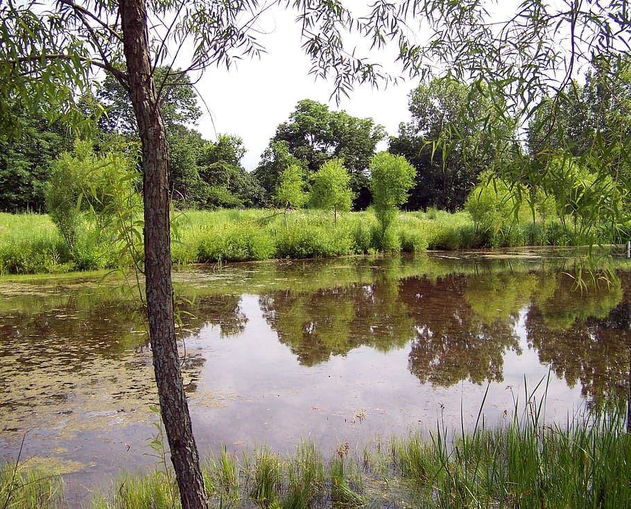 pond, vegetation, weeds, reflection, trees, summer, plant, water HD wallpaper
