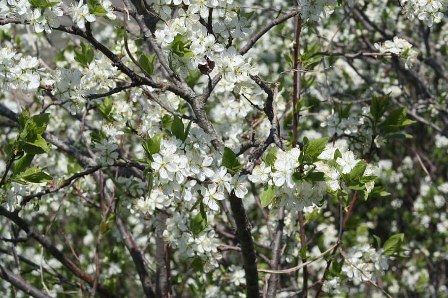 spring, white, bloom, nature, apple tree, leaves, living nature HD wallpaper