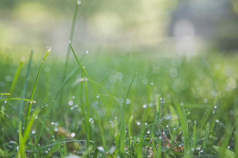 green, grass, nature, plant, wet, selective focus, drop, field HD wallpaper