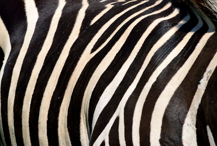 zebra, animal, wildlife, black, white, stripes, nature, zoo, HD wallpaper