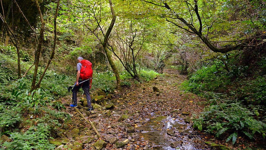 excursion, forest, val borago, valle, trail, e5, european, lessinia HD wallpaper