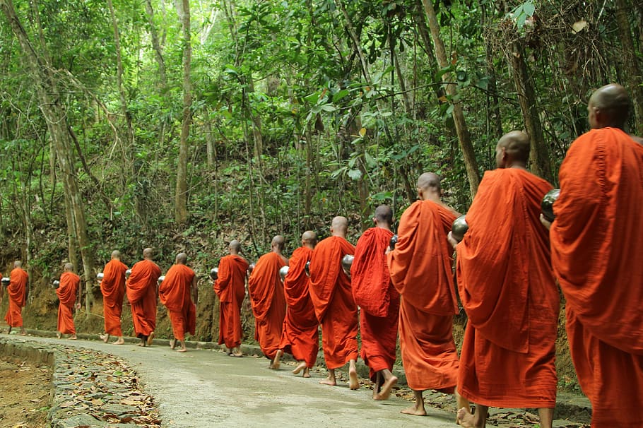 monks walking in procession beside trees, buddha, religion, travel, HD wallpaper