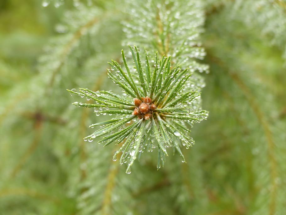 pine, conifer, close, green, forest, raindrop, plant, green color HD wallpaper