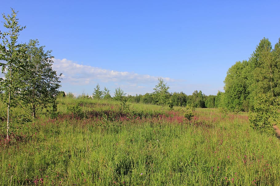 shearling, russia, forest, plant, sky, tree, land, tranquility HD wallpaper