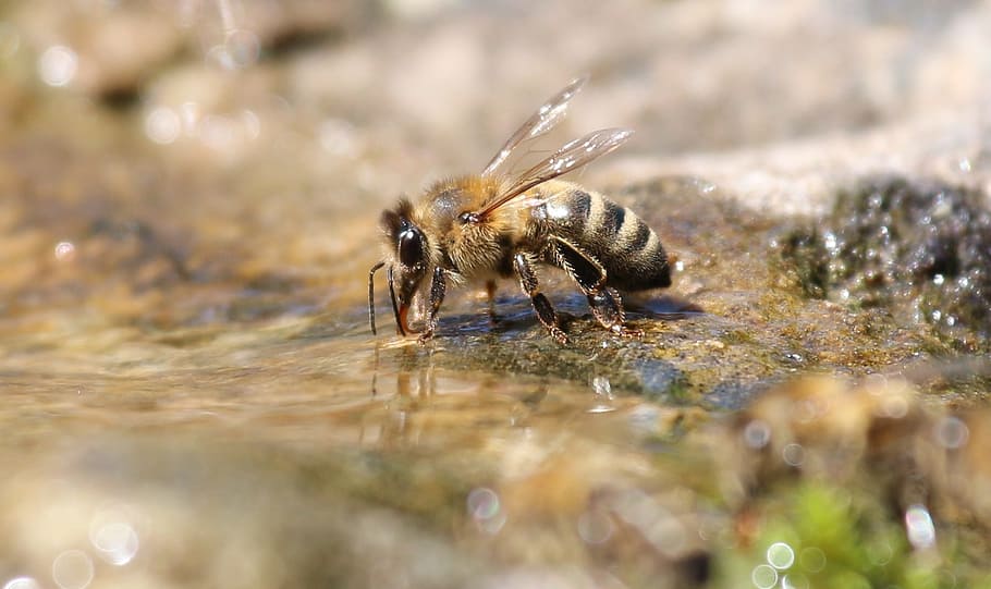 bee, drink, water, macro, drinking water, nature, animal, animal themes HD wallpaper