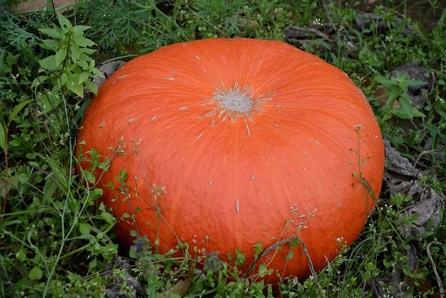 pumpkin, orange, one, vegetable, vegetable garden, decoration HD wallpaper