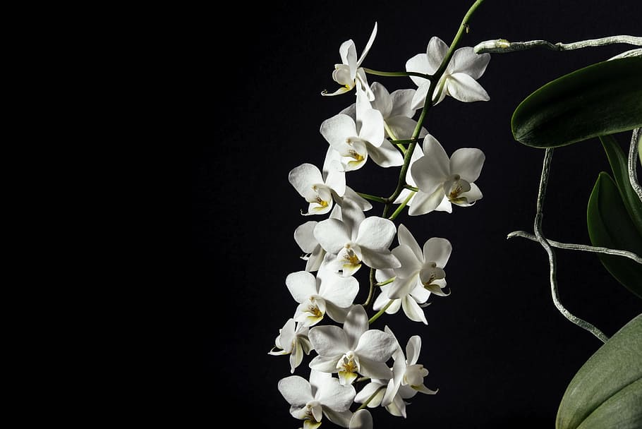 tilt-shift lens photography of white flowers, white moth, moth orchid, flower, orchid, plant, petal