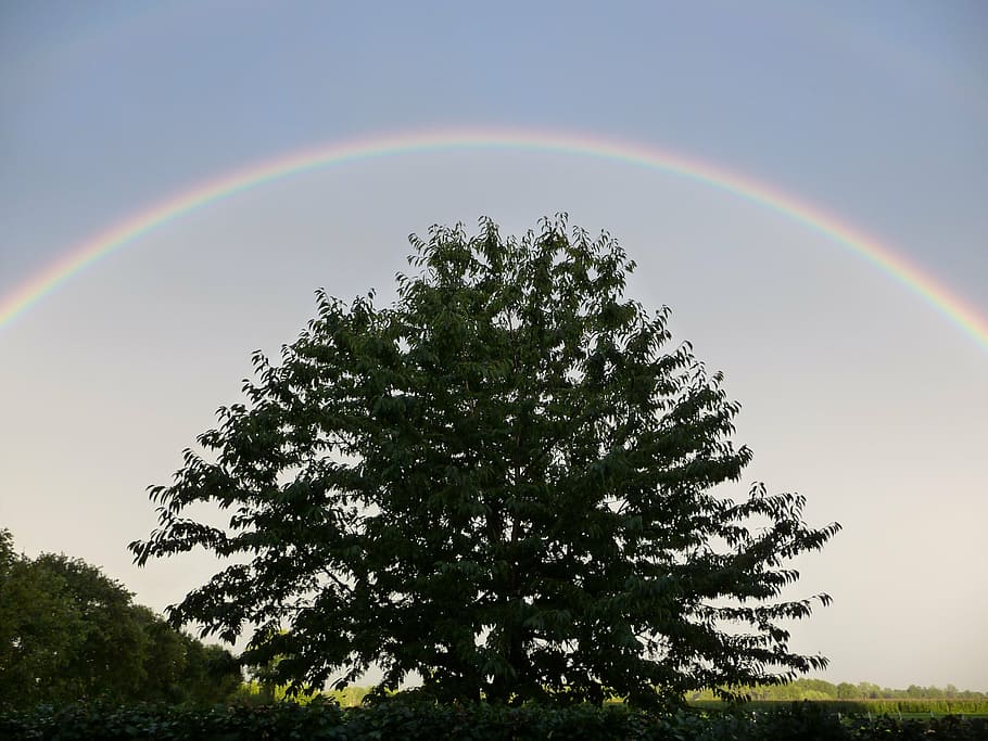 rainbow above of a tree, landscape, nature, sky, plant, beauty in nature HD wallpaper