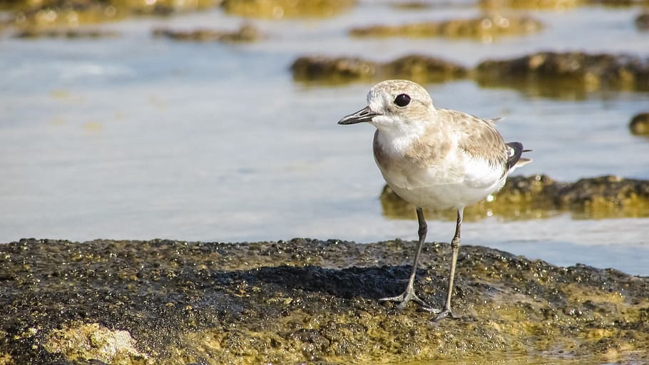 Stint, Seabird, Migratory, Nature, grey, wild, fauna, ecosystem HD wallpaper