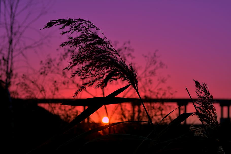 silhouette photography of wheat, cane, sunset, bridge, in the evening HD wallpaper