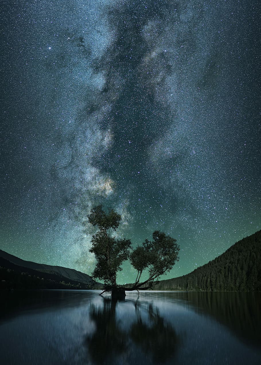 green leafed tree on body of water under starry sky, tree place in the middle of river under starry night HD wallpaper