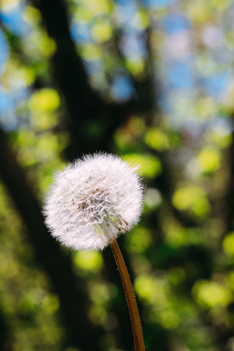 daisy, summer, spring, flower, pointed flower, white, close HD wallpaper