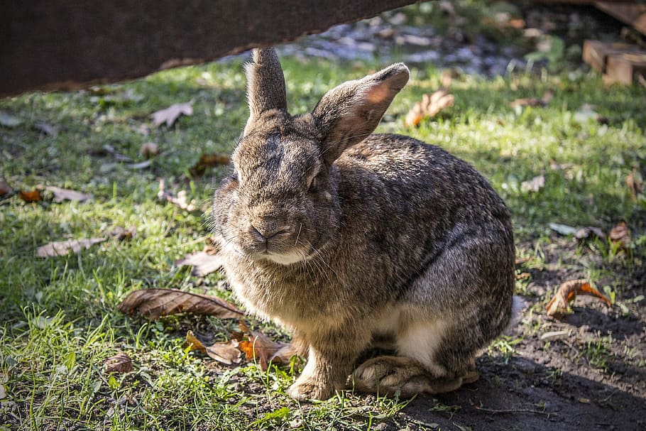 bunny, rabbit, pet, hare, one animal, animal themes, mammal HD wallpaper