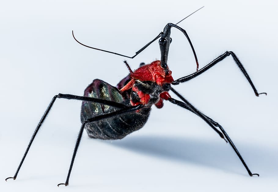 beetle, insect, arachnid, exotic, close, black, red head, invertebrate HD wallpaper