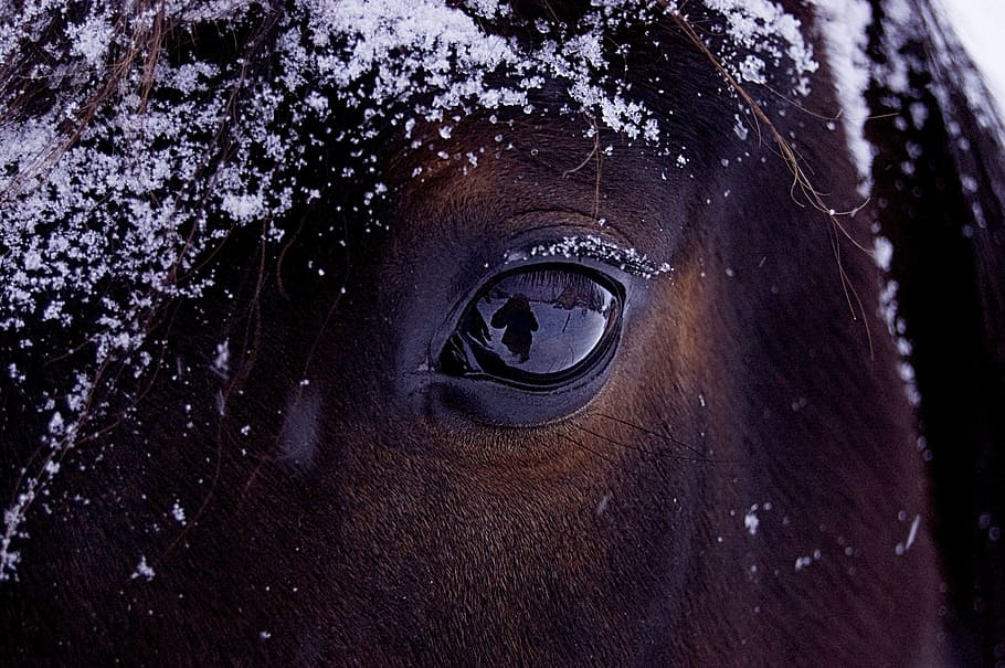 closeup photography of horse's eye, reflection, snow, winter HD wallpaper