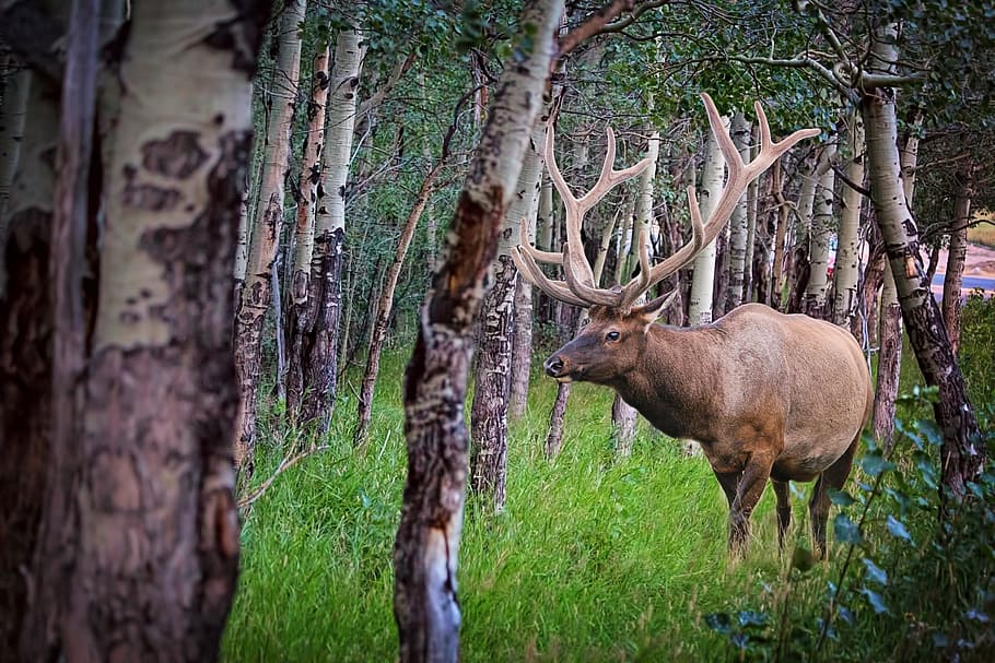 brown deed in the woods, elk, forest, nature, wildlife, animal, HD wallpaper