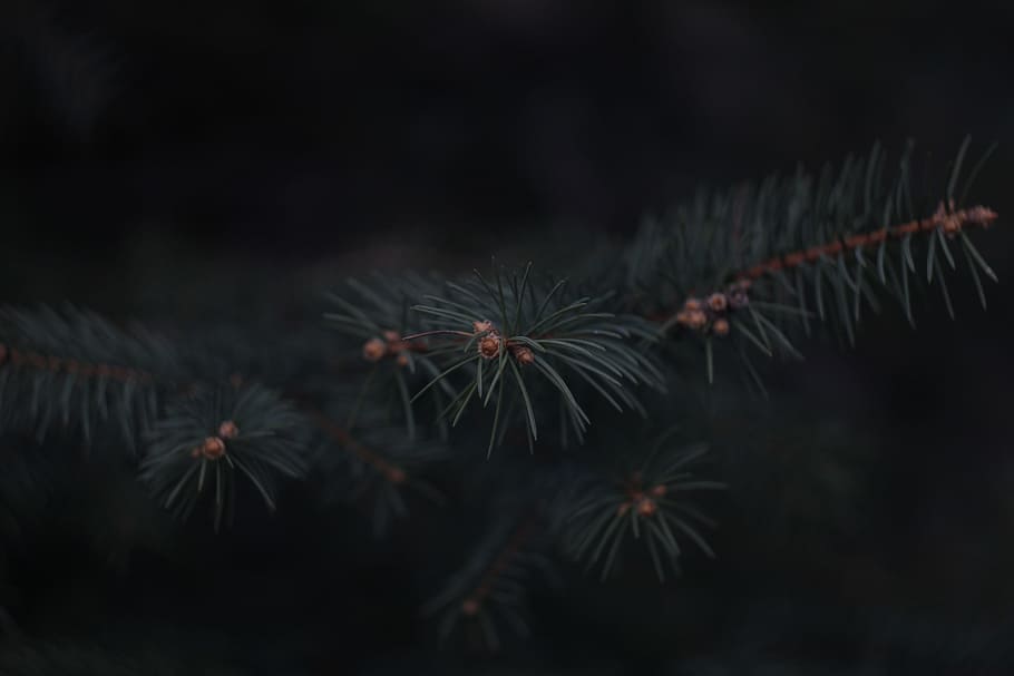 nature, christmas tree, forest, plant, no people, outdoors HD wallpaper