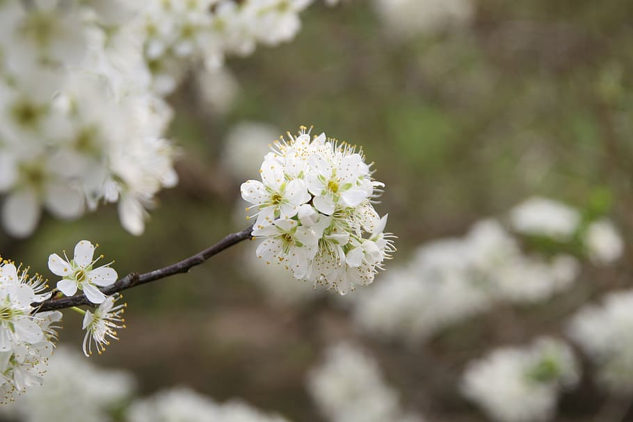 flowers, spring, cherry blossom, white, landscape, flower tree HD wallpaper