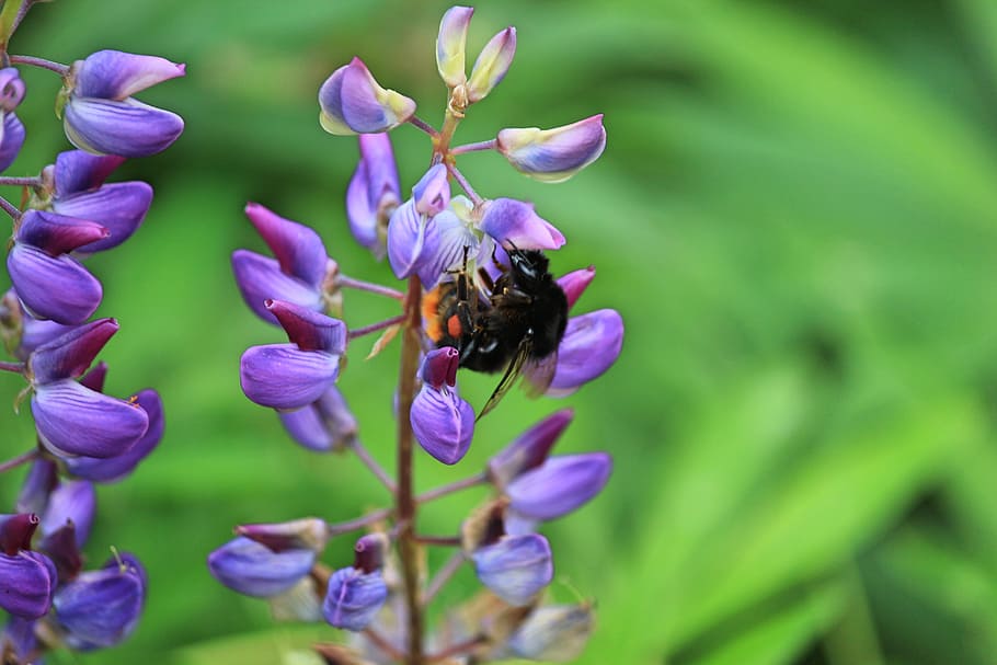 nature, flower, bumblebee, summer, invertebrate, flowering plant HD wallpaper