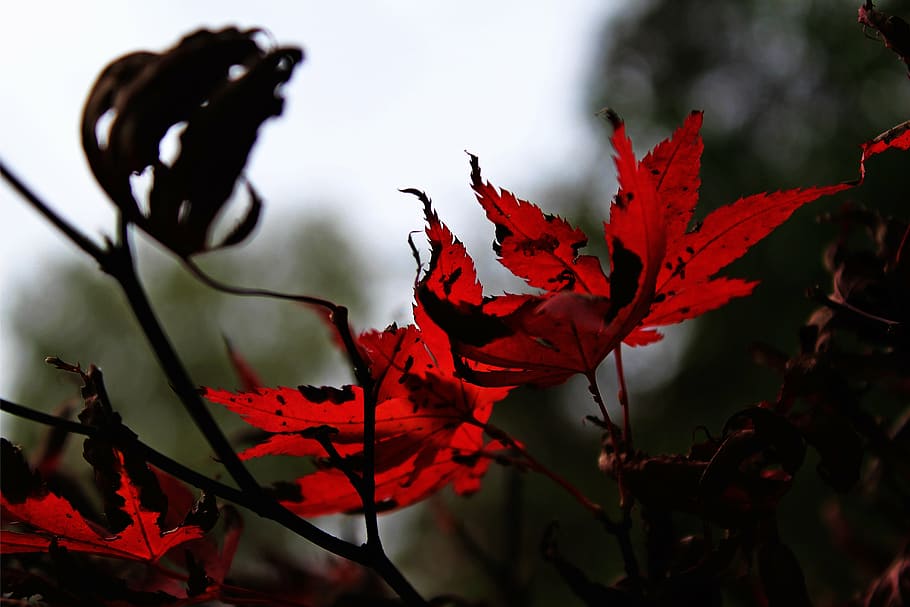 needle leaf maple, fall leaves, red, fall color, autumn colours HD wallpaper