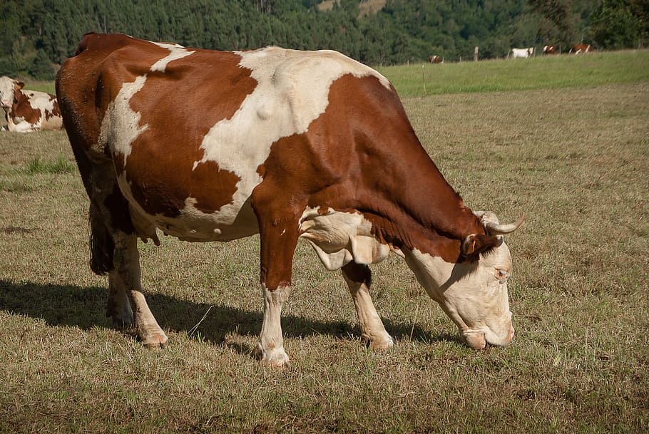cow, pasture, ruminant, aubrac, cattle, livestock, domestic
