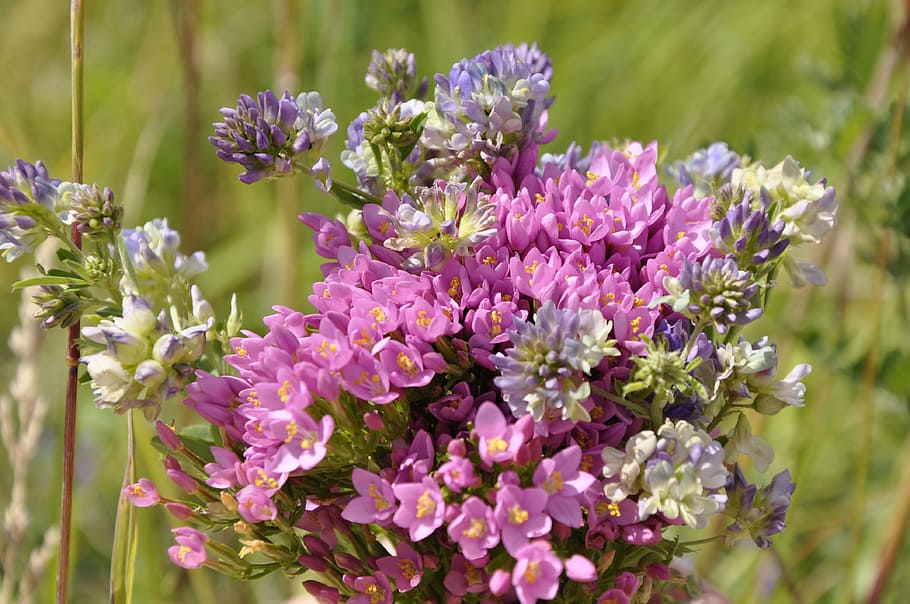 Nature, Flowers, Beautiful, Floral, blossom, blooming, pink HD wallpaper