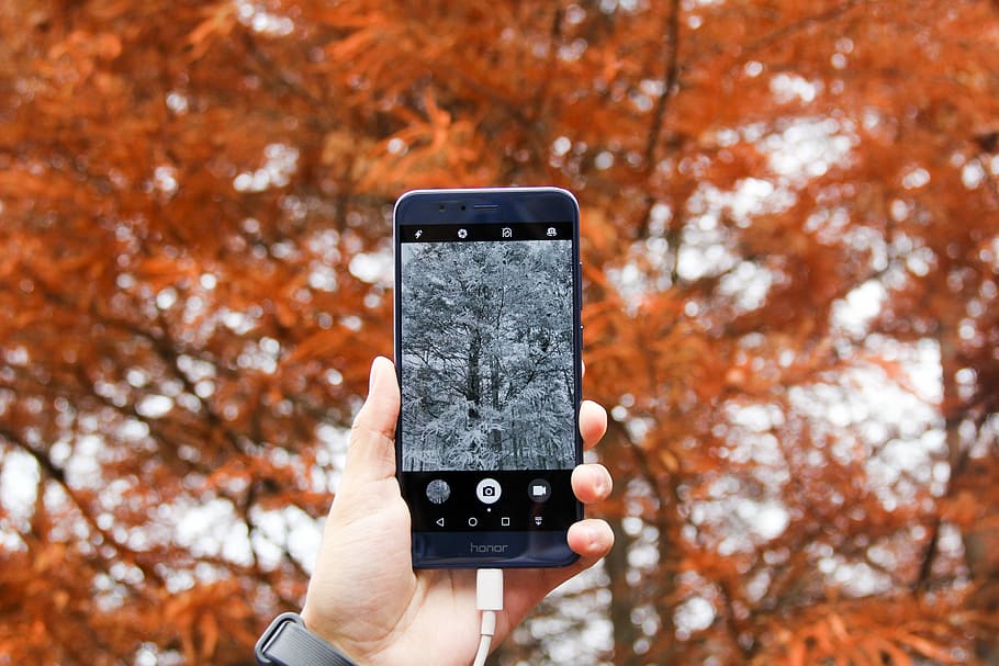 focus photography of person holding blue Honor Android smartphone, person taking photo of tree using smartphone HD wallpaper