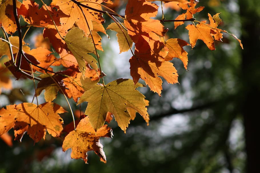 tree, leaves, autumn, plant part, leaf, change, nature, beauty in nature HD wallpaper