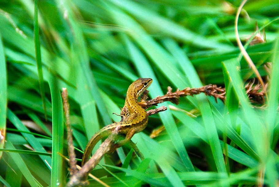 lizard, reptile, nature, animal, wild, wildlife, green, natural HD wallpaper