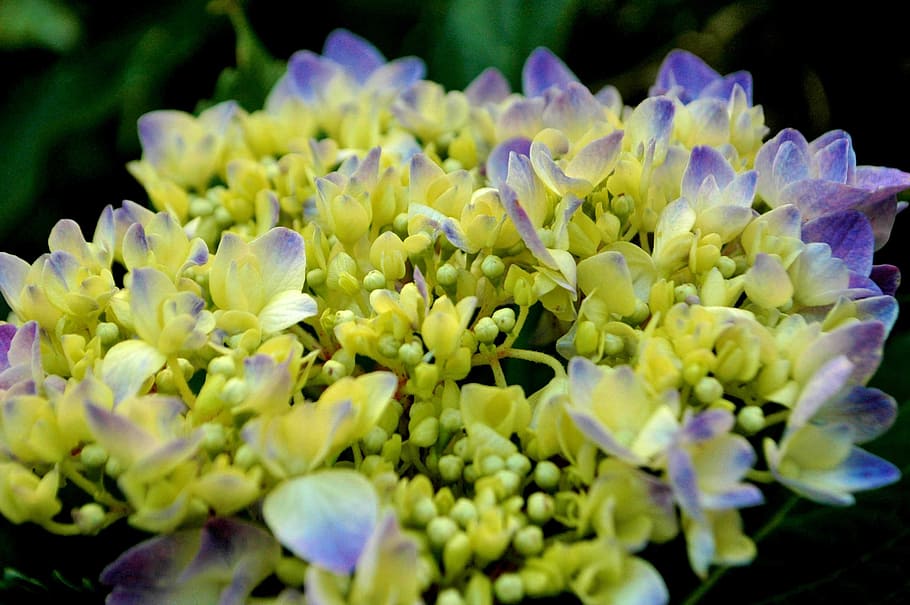 hydrangea, purple flowers, hydrangeas, bloom, nature, petals HD wallpaper