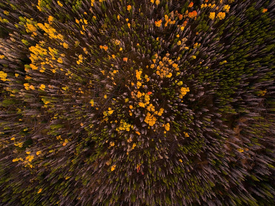 yellow flowers, bird's-eye view photo of tall trees and yellow petaled flower