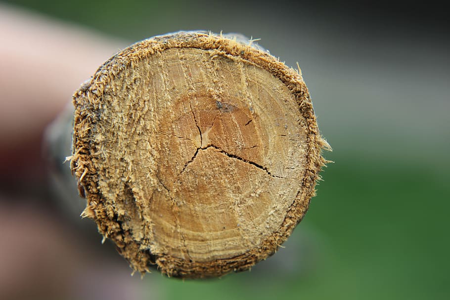 wood, crack, macro, trees, knot, forestry, plant, close-up HD wallpaper