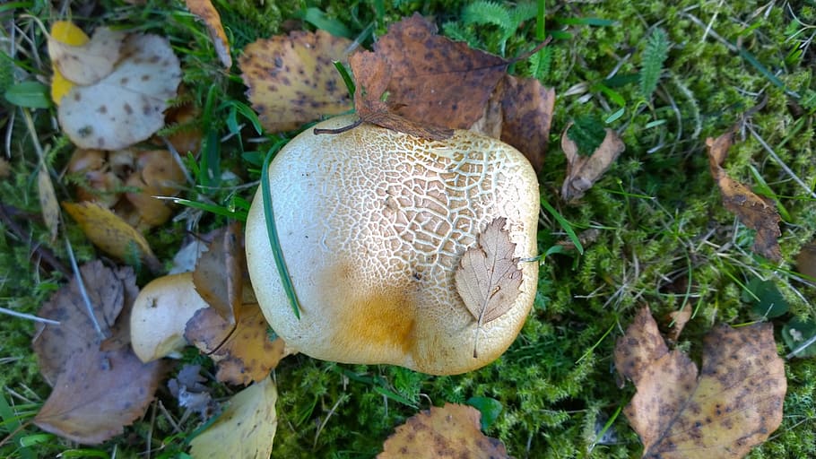 mushroom, moss, leaf, fungus, vegetable, food, plant, growth HD wallpaper