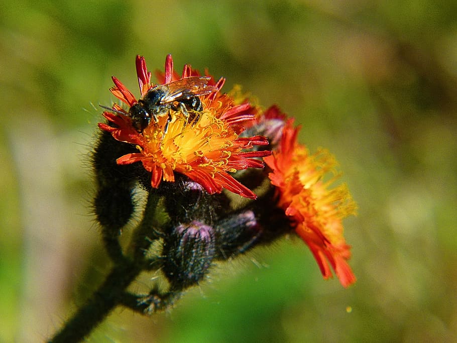 Orange Hawkweed, Orange Red King Devil, flower, insect, plant HD wallpaper