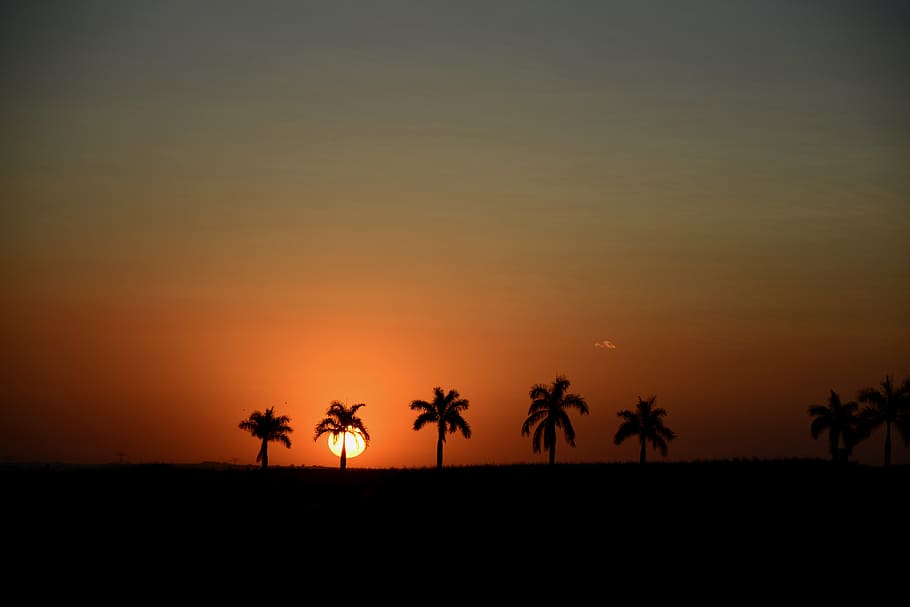 sunset, silhouette, horizon, sol, landscape, tree, afternoon HD wallpaper