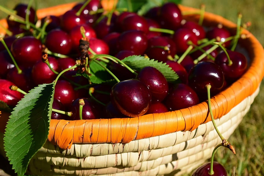selective focus photography of basket full of cherries, fruit HD wallpaper