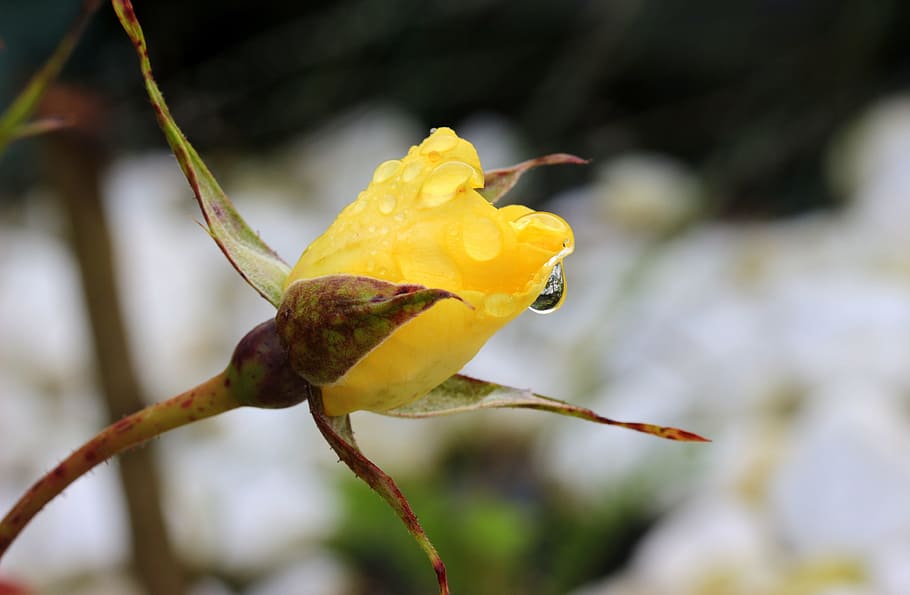Rosebud, Rose, Bud, Blossom, Bloom, yellow, raindrop, drip, HD wallpaper