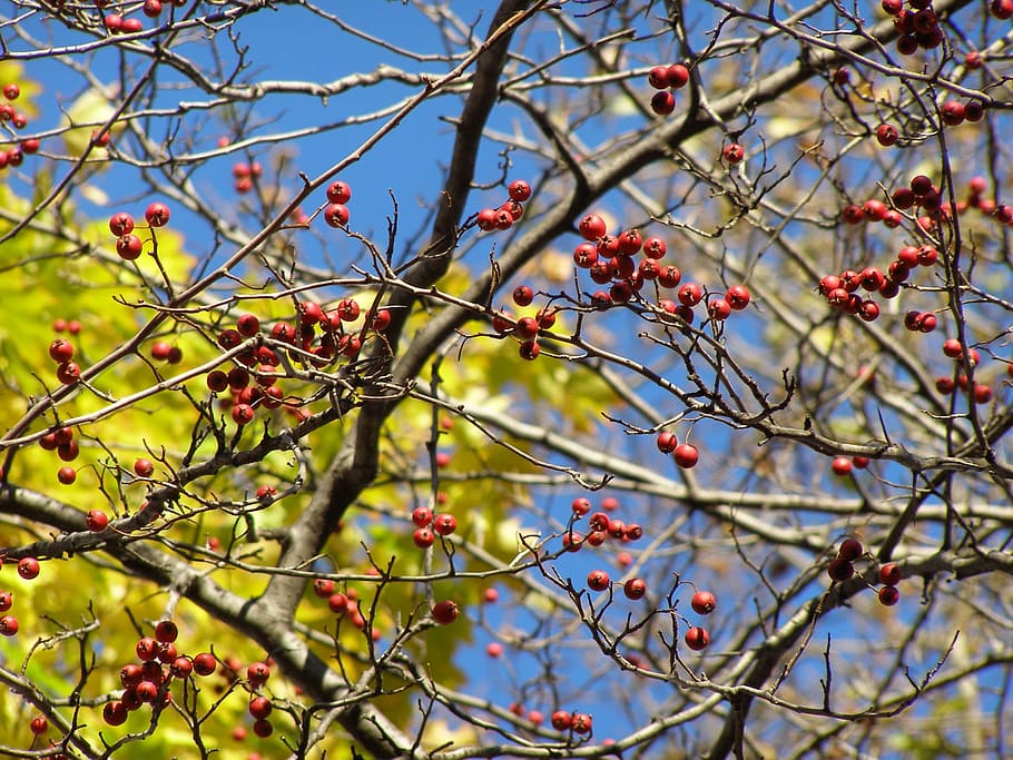 Berries, Trees, Branches, sky, red, blue, plant, winter, outdoor HD wallpaper