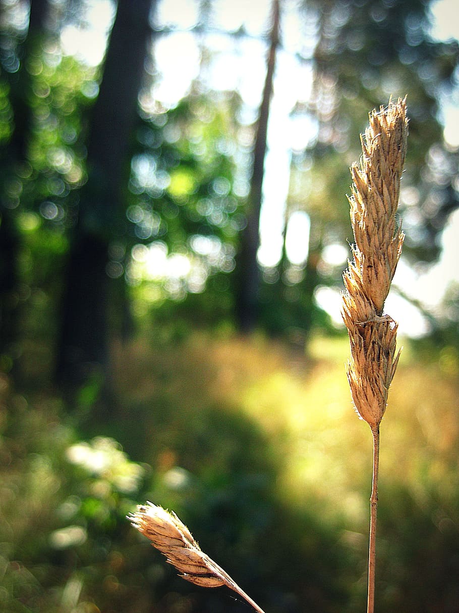 Spike, Meadow, Field, Forest, Plant, natural, blossom, bloom HD wallpaper