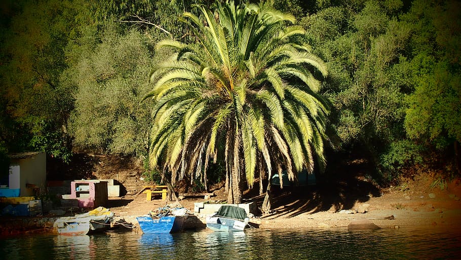 palm tree, comporta, boats, water, plant, nautical vessel, transportation HD wallpaper