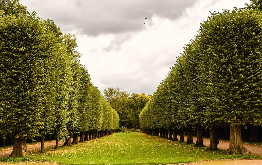 row of trees, avenue, park, plant, tree lined avenue, castle HD wallpaper