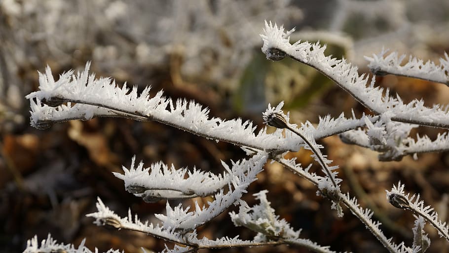 flower, seeds, winter, ice, snow, crystal, frost, cold, plant HD wallpaper
