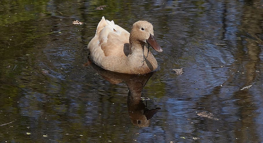 duck, brown, bird, pretty, animal, wildlife, nature, water HD wallpaper