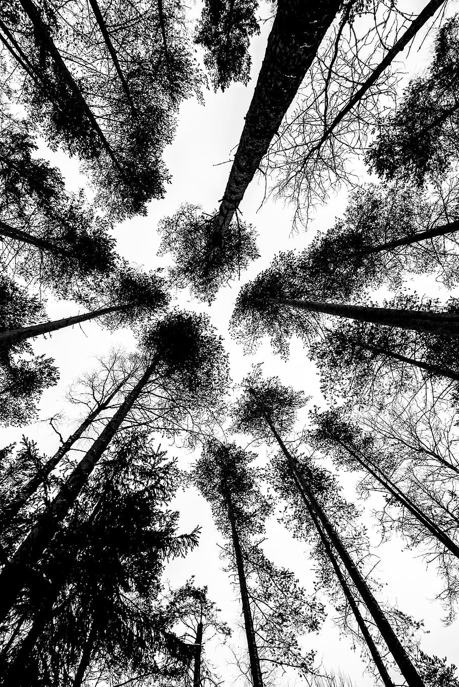 Black, White, Threes, tree, low angle view, tree trunk, tall - high HD wallpaper