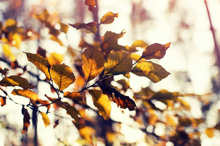 shallow focus photography of brown leaves, focus photography of brown leafed tree HD wallpaper